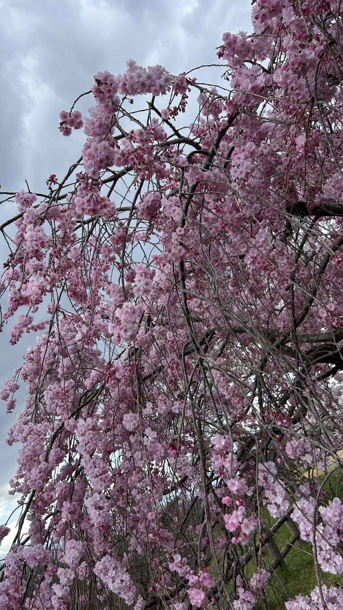 フーリッシュ tweet media