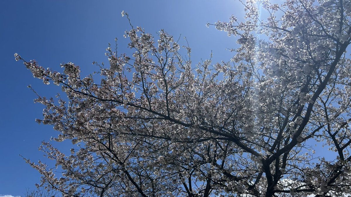 フーリッシュ tweet media