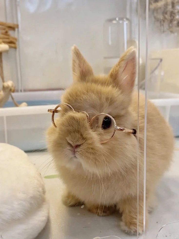 WHY YOU SHOULD HAVE A BUNNIES tweet media