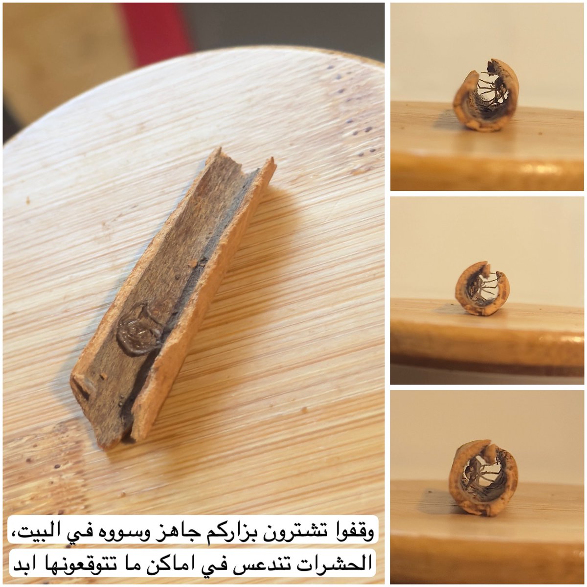 ام المشاچل 𓆙 tweet media