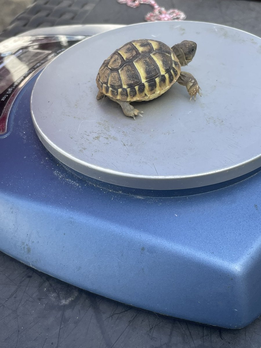 goofy gros string tweet media