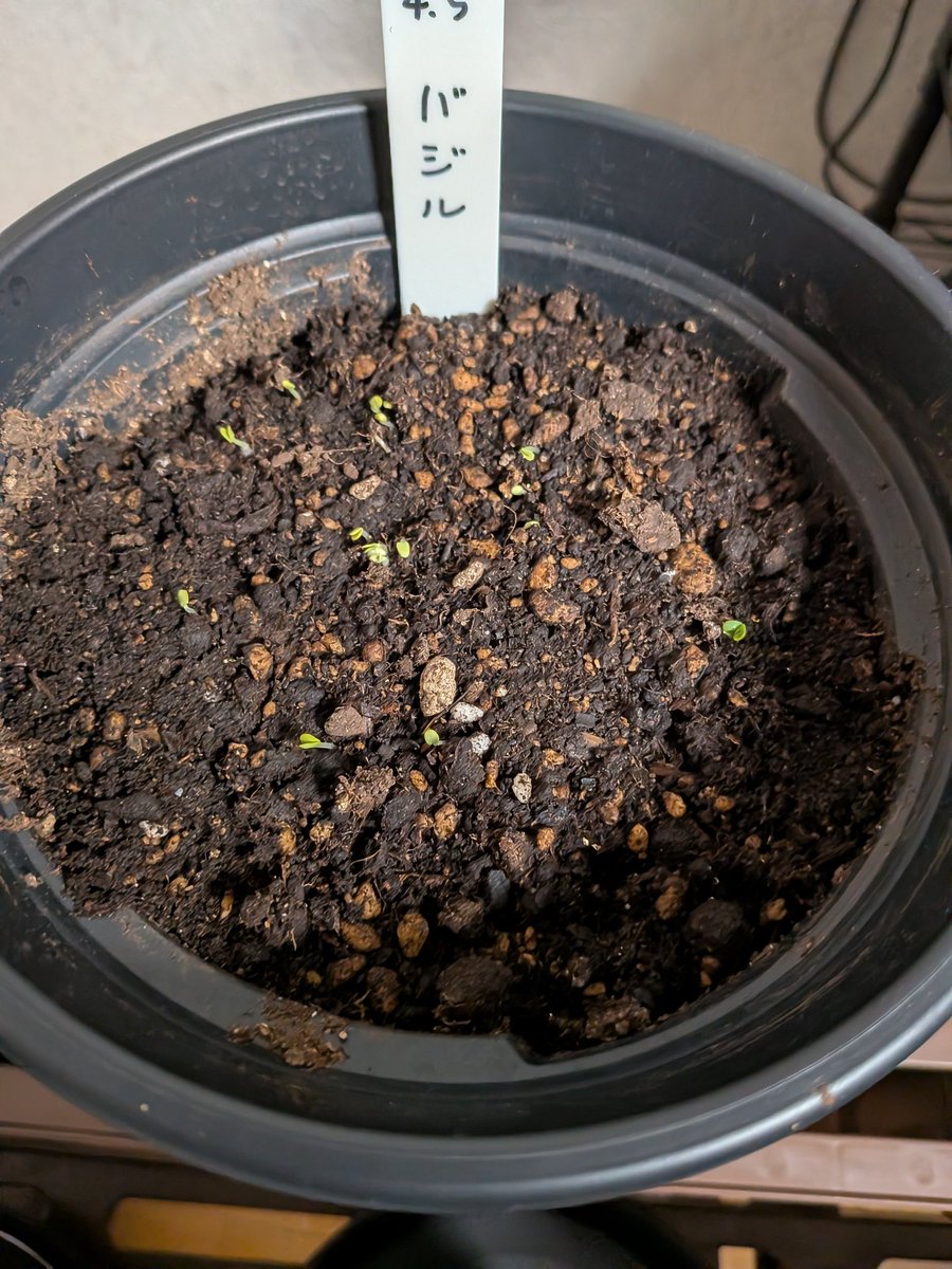 shall〜北国の室内ハーブ園 tweet media