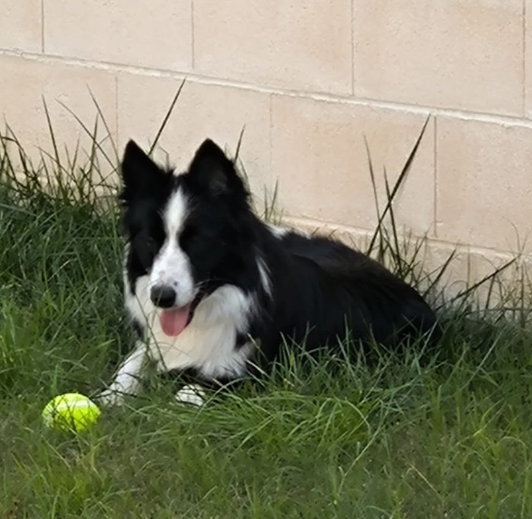 SilviaMylo's tweet photo. Tiene dos añitos es de raza. Es muy bueno y muy inteligente como suele ser esta raza, pero..
siempre hay un pero.. se está poniendo menos de moda que por ejemplo los perros turcos de pelo rizado y está costando más que salgan adelante 😢 
La dueña dice que ya tiene muchos perros y que no lo puede tener.. 😞 Tócate los pies por no decir otra cosa.. 😡
Es como si tú tienes cinco hijos y el pequeño al que no le has hecho ni puñetero caso, porque si no, no lo darías en adopción, un día dices :
Tengo demasiados hijos voy a dar en adopción al pequeño.. 😡 Sería impensable no?  Qué pensaríamos de esa madre? Y después de dos años como se sentiría el pobre niño viéndose rodando por ahí o con gente que no conoce? Pues es lo mismo, es exactamente lo mismo, y me da igual que diga lo que quiera Rita la Cantaora.
Mejor que salga de allí porque nunca Le han querido 😞
Pueblo de Cádiz
618208620
