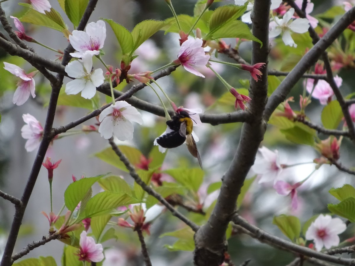 Y.Tsurui tweet media