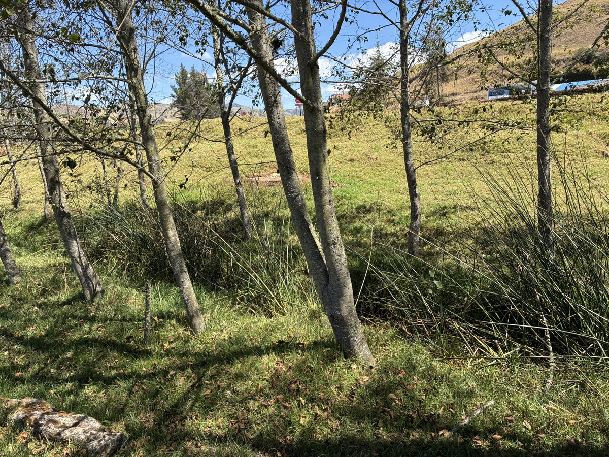 Alfred_Balle's tweet photo. Gracias a la denuncia de la comunidad logramos detener un vertimiento de sueros que iba a parar al río Bogotá, en zona rural de Chocontá. 

El flujo pasaba por un canal conectado con la quebrada Fulucio, en zona de restauración ambiental.

Recuerden: el vertimiento de aguas residuales industriales sin permiso es una infracción ambiental.