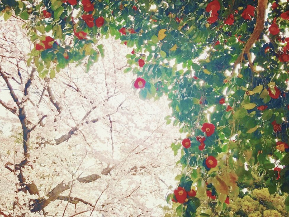 中禅寺 tweet media