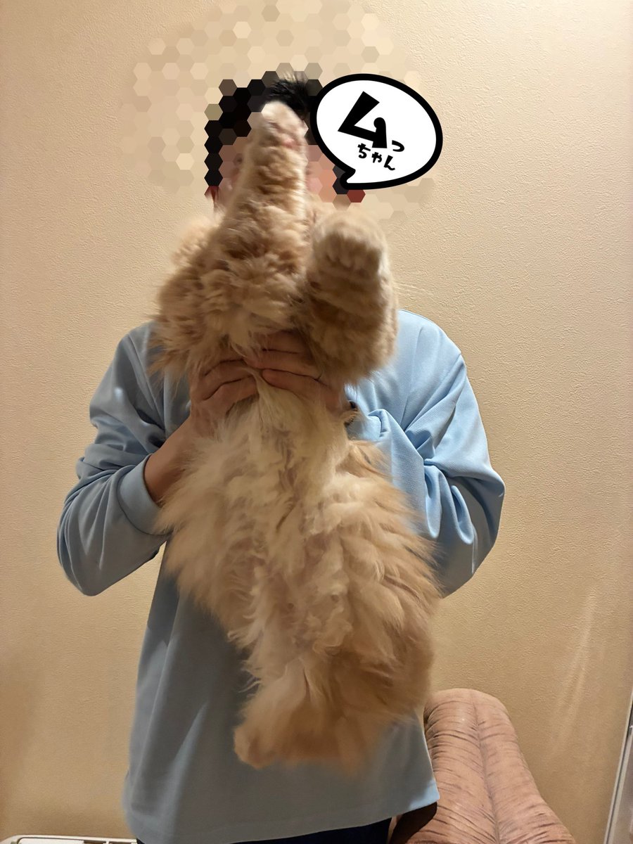 ムック tweet media