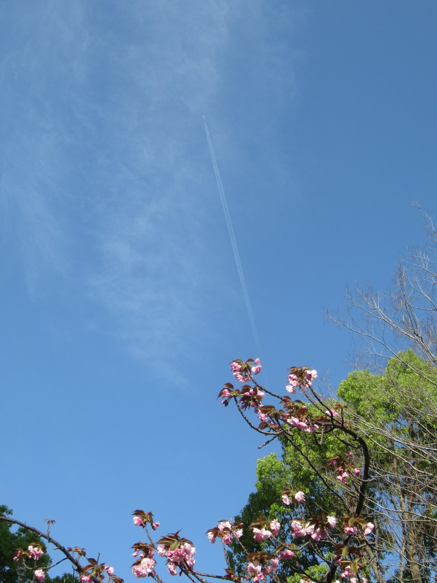 酉島伝法（∴）とりしま tweet media