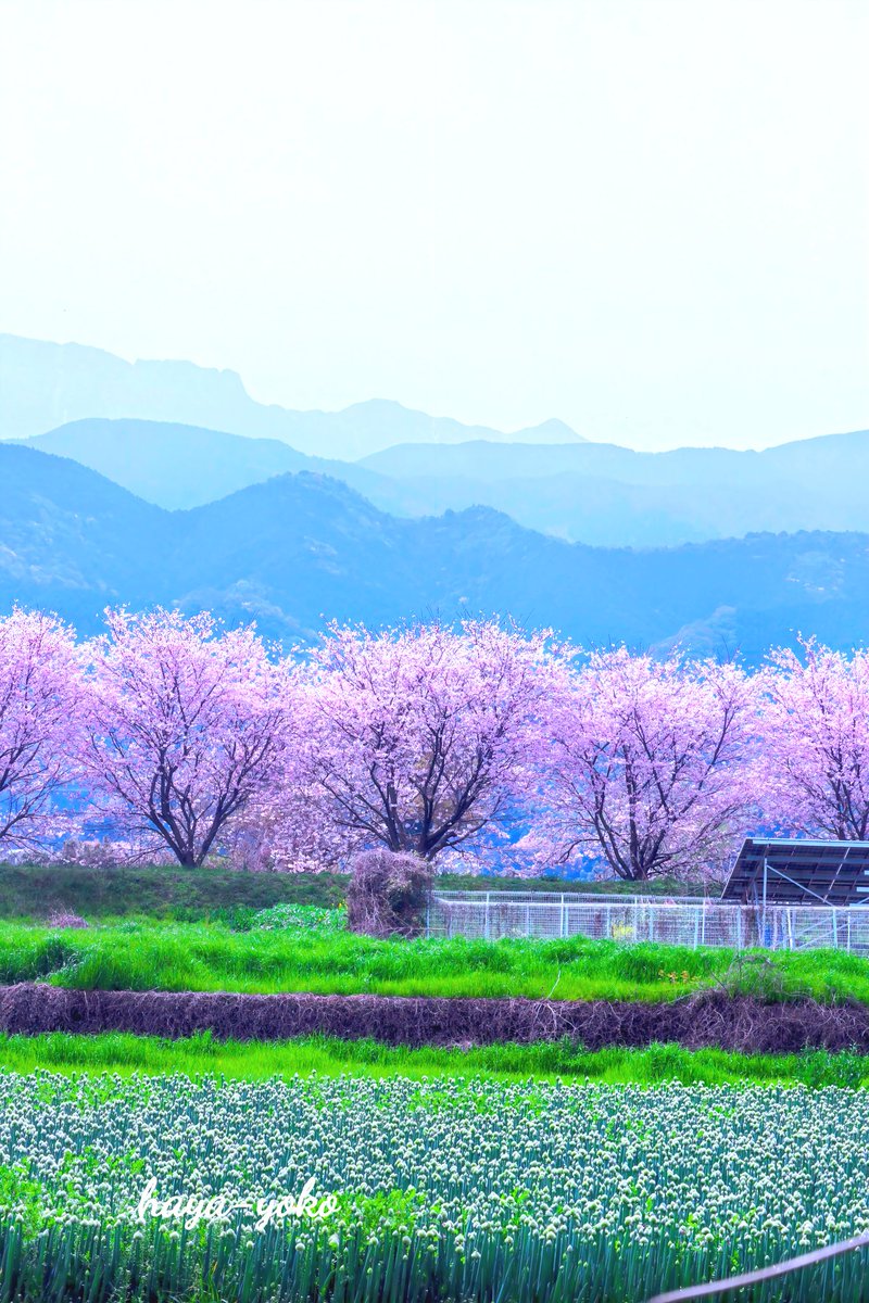 haya-yoko(引用リポスト❎️です) tweet media