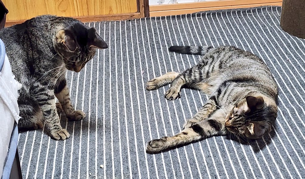 寝込みうどん🍜 伊豆大島 tweet media