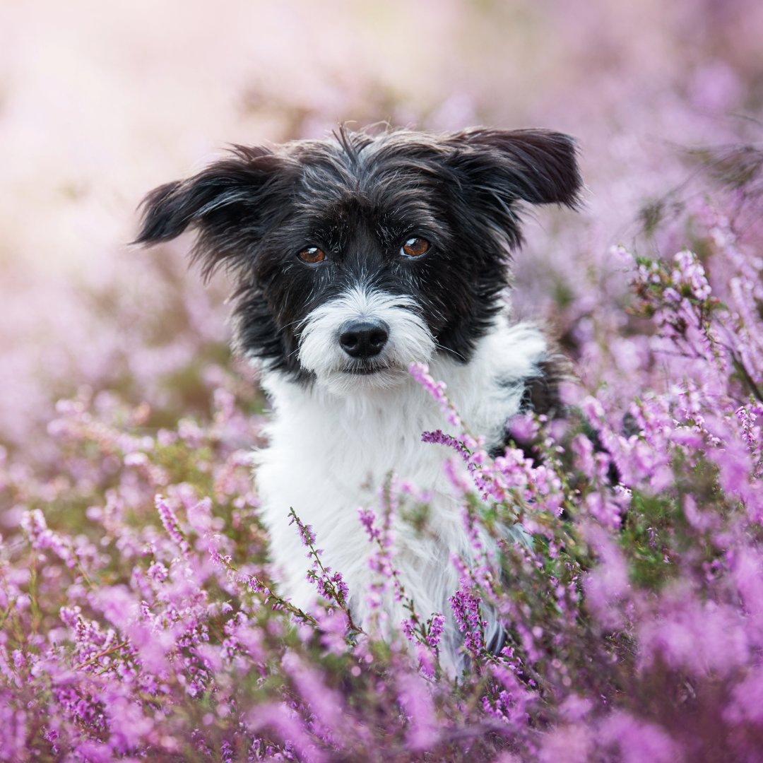 ProflaxNatural's tweet image. 🌼 Why do dogs get itchier this time of year?

It’s not just fleas. Spring brings a mix of triggers:

🌾 Pollen from grass, trees &amp;amp; plants
🚜 Agricultural sprays
🪳 Fleas &amp;amp; mites
🌿 Environmental irritants

👉 proflax.co.uk/collections/al…

#DogAllergies #ItchyDogs #SpringDogs