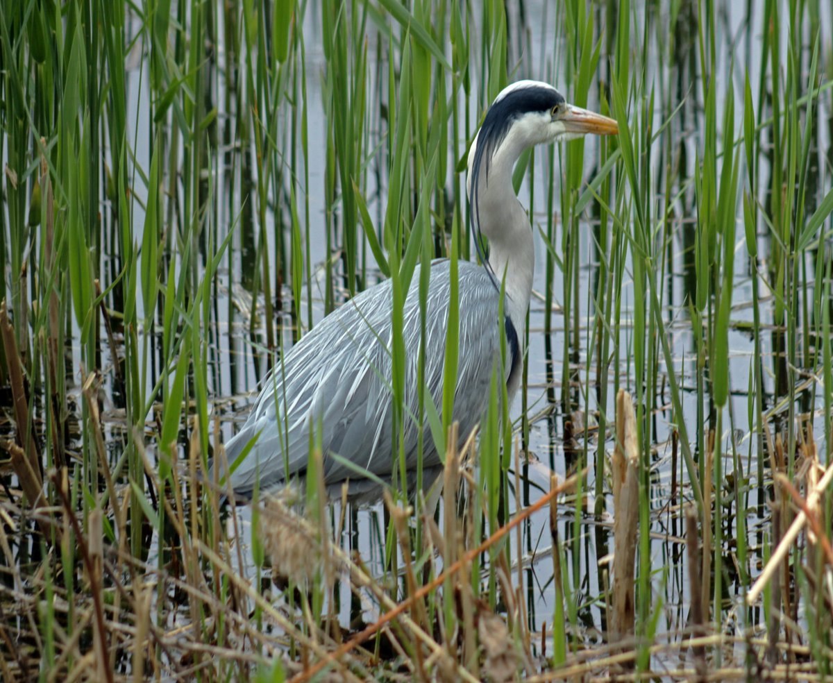MorvienR's tweet image. It's been a breezy cloudy #Springwatch day today with a few showers🌧️as I was out walking Lizzie🐶around the public footpath &amp;amp; through the Hampton's #WorcesterPark Surrey🤓@Team4Nature @SeniorStaffy @Natures_Voice @WildlifeTrusts @a_london_pigeon @NationalRobin @BBCSpringwatch