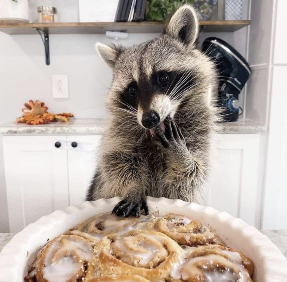 Trash Panda tweet media