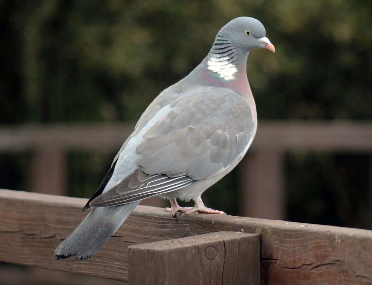 MorvienR's tweet image. It's been a breezy cloudy #Springwatch day today with a few showers🌧️as I was out walking Lizzie🐶around the public footpath &amp;amp; through the Hampton's #WorcesterPark Surrey🤓@Team4Nature @SeniorStaffy @Natures_Voice @WildlifeTrusts @a_london_pigeon @NationalRobin @BBCSpringwatch