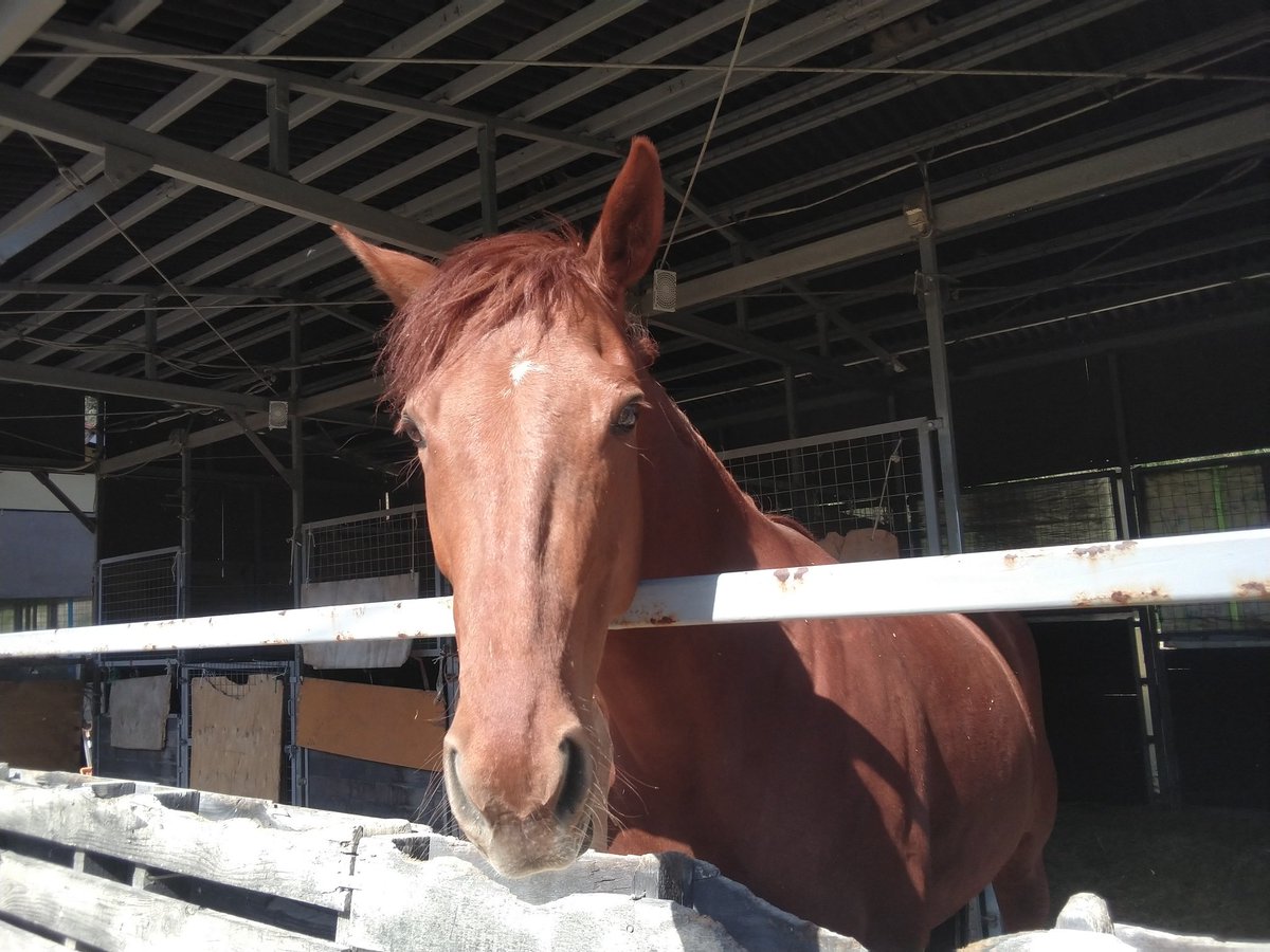 今日はかなりの強風でしたが、春の風で気持ち良いみたいです🎵　
たてがみがなびいてます🐴