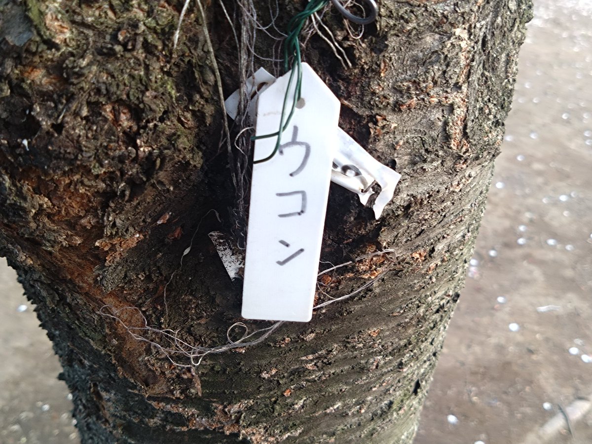 林田慎吾 tweet media