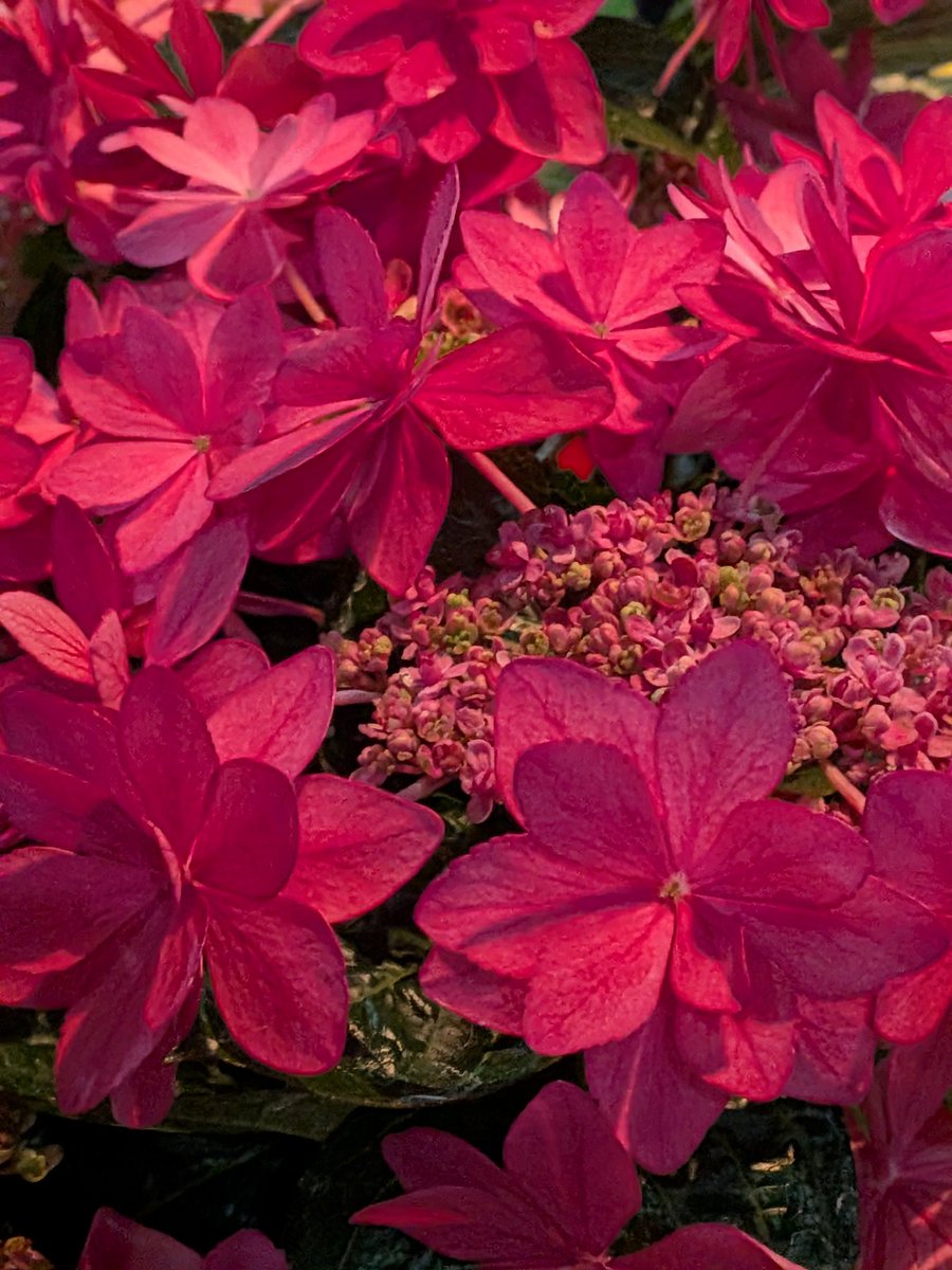 れんれん tweet media