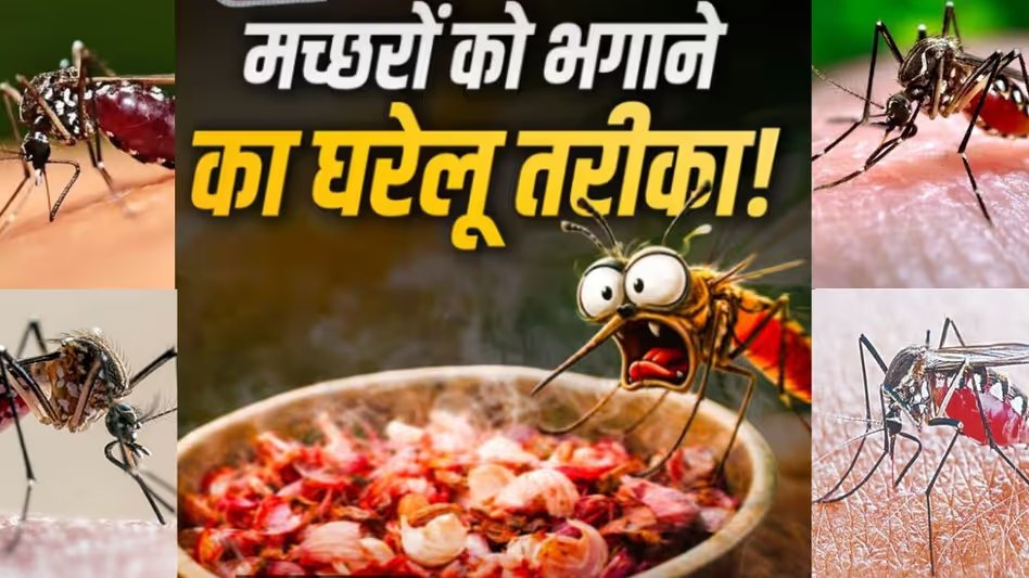 GoodNewsToday's tweet photo. How to Get Rid of Mosquitoes: न कॉइल और न स्प्रे... फिर भी घर से भाग जाएंगे मच्छर, आजमाएं ये देसी और सबसे असरदार उपाय
#Mosquito #Repellent #Mosquitoes
पूरी ख़बर : https://t.co/iJSfgQlSnz https://t.co/Yq6PVddu28