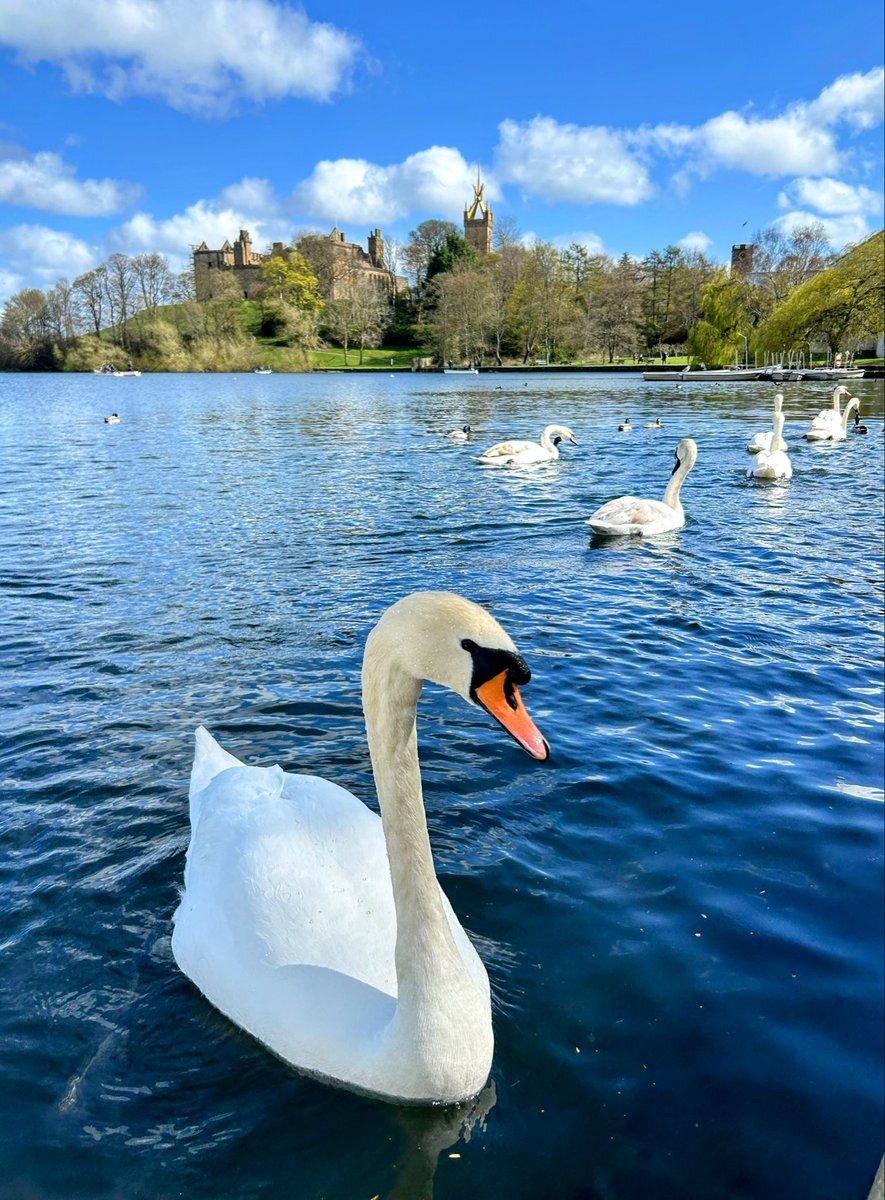 LStewart_books's tweet image. Saturday morning at Linlithgow Loch ☀️
#photo #saturdaymorning #nature