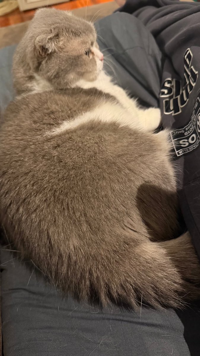 🤍ᴾᴱᴿᴬᵞᴬ ᴼᶠᶠᴵᶜᴵᴬᴸ❤️ tweet media