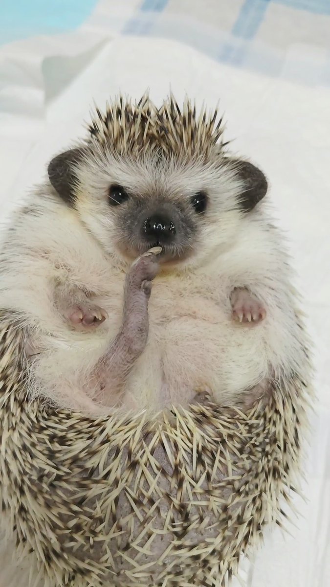 monaka the hedgehog tweet media