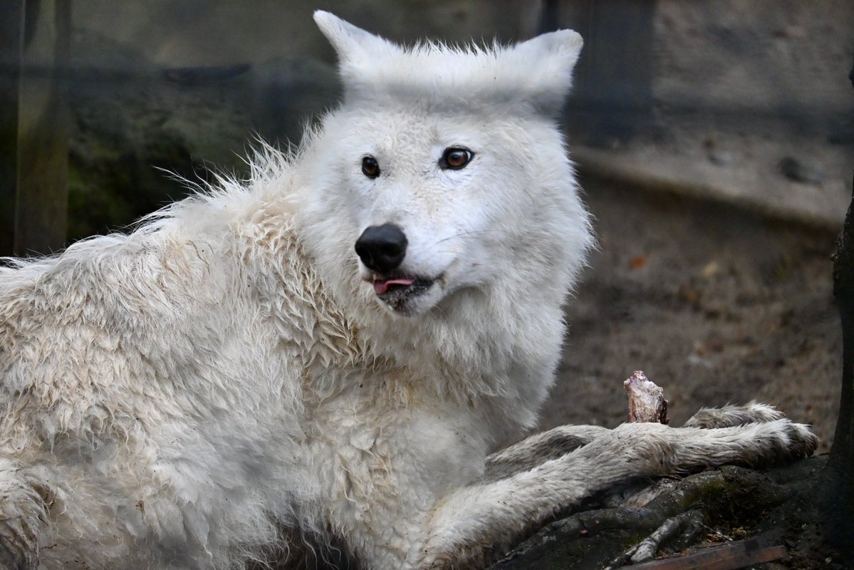 ちょくちゃん tweet media