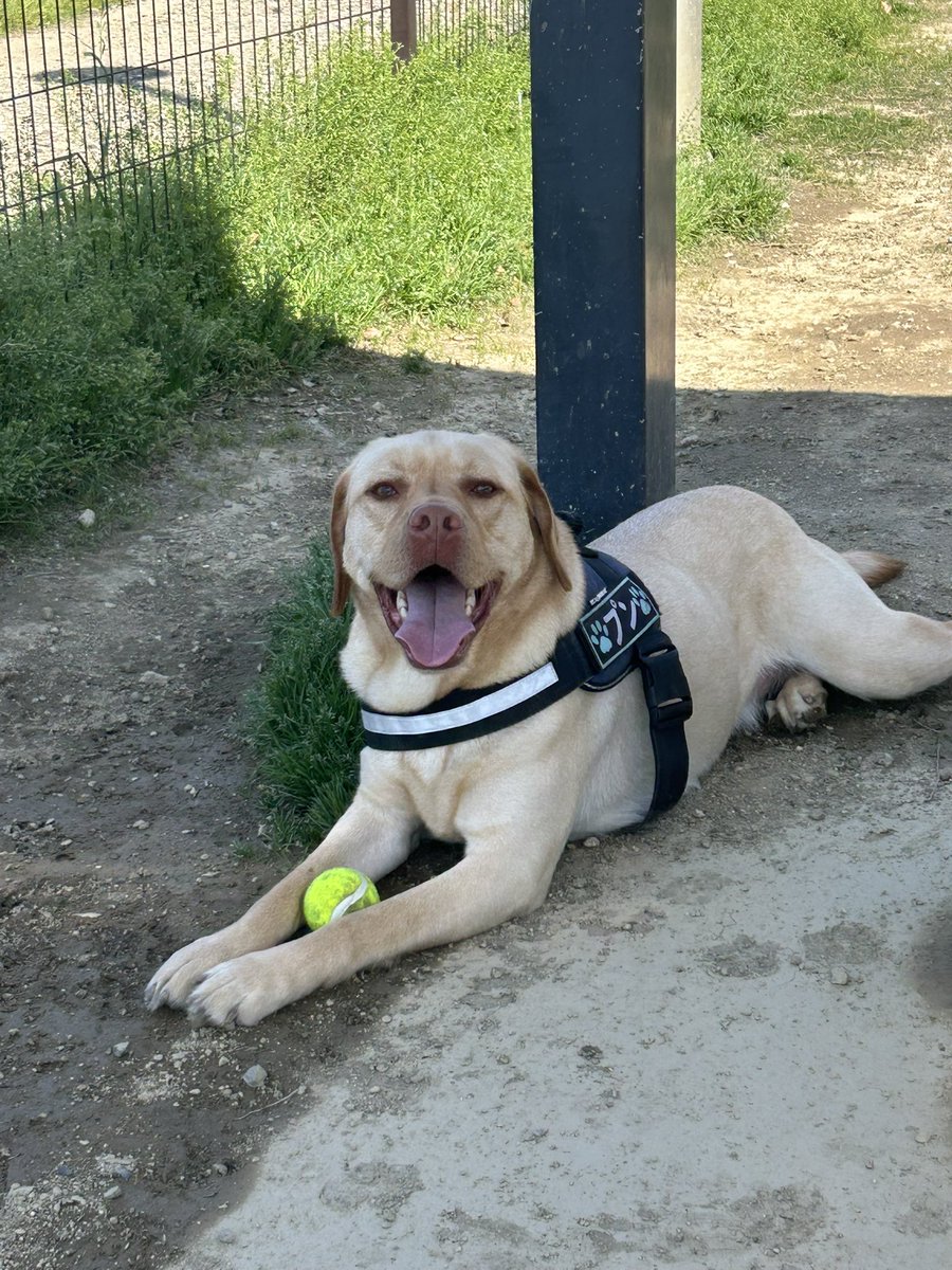 ムタプン tweet media