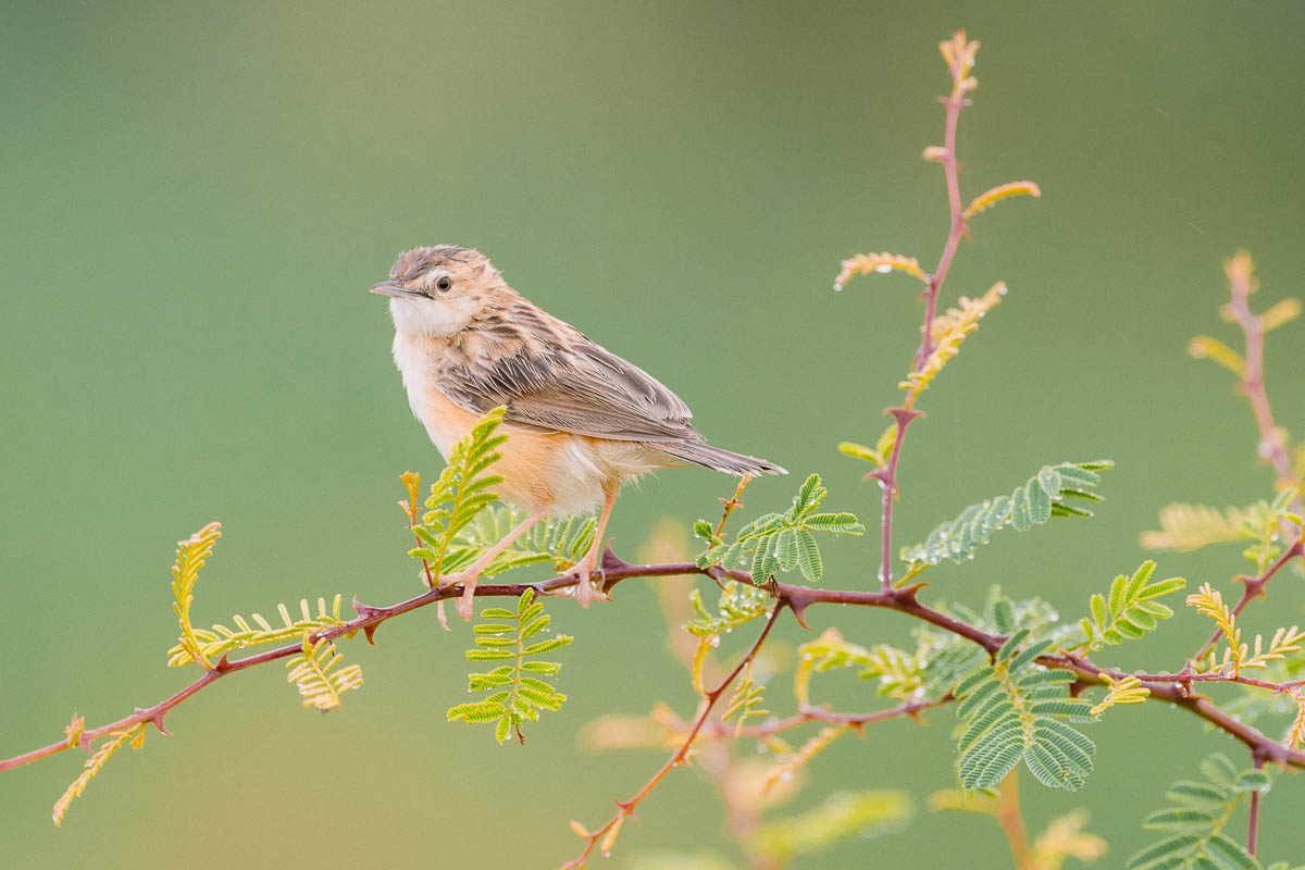 wildgirish's tweet photo. I was standing in an open field near Pune, Maharashtra, searching for rain quails, when a sharp, repetitive “tsik-tsik-tsik-tsik” kept cutting through the background 🌧️ #theme_pic_India #IndiAves 

At first, it barely registered — just another sound blending into the monsoon landscape.

As I waited patiently for the elusive quail, I turned to my guide, Shankar.

“What bird is making that call?” I asked.

“Cisticola,” he replied with a smile. “It’s very small. Haven’t you seen it yet?”

“No,” I admitted.

He laughed softly. “Come, let’s go. They’re right there on those little plants. It’s such a common bird — I thought you’d already spotted it.”

And there it was.

Perched delicately on a slender grass stem, the tiny cisticola was so light that the stalk bowed gently under its weight. Bold and energetic, it flicked its tail with every call, its fine dark streaks standing out beautifully against the lush green of the monsoon fields.

I couldn’t help but smile. For such a small creature, it seemed to fill the entire field with life and cheer — almost as if it were letting me in on a delightful little secret.