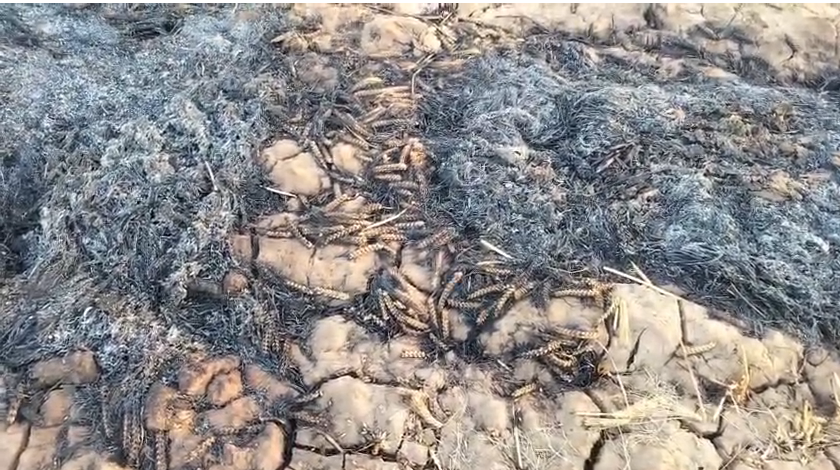 bstvlive's tweet image. झांसी 

➡झांली में खेतों में लगी भीषण आग
➡कई खेत आग की चपेट में आए
➡किसानों ने खुद बुझाने की कोशिश की
➡फायर ब्रिगेड ने कड़ी मशक्कत के बाद पाया काबू
➡4 बीघा गेहूं की कटी फसल जलकर राख
➡पूंछ क्षेत्र के ग्राम मबूसा का पूरा मामला 

#Jhansi #Fire #WheatCrop @fireserviceup