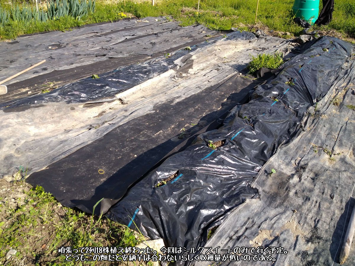 IkuS@FF14:雑煮処 tweet media