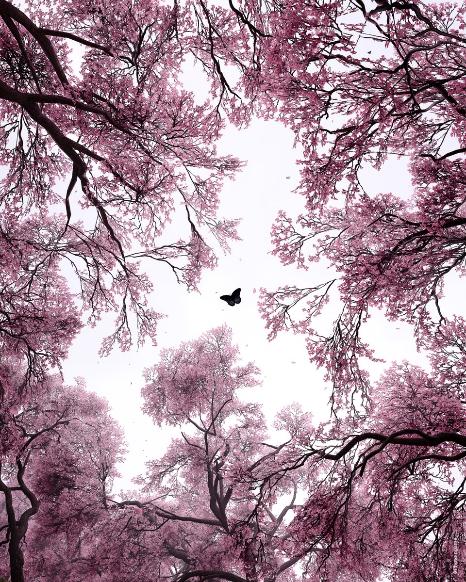 Photoingame's tweet image. Assassin's Creed Shadows est officiellement dans mon livre !
Développé et édité par Ubisoft.

Le premier livre officiel de photographie in-game au monde : " Emotions Virtuelles ".
Retrouvez de nombreuses photos in-game inédites du jeu dans un livre de 200 pages, une expérience