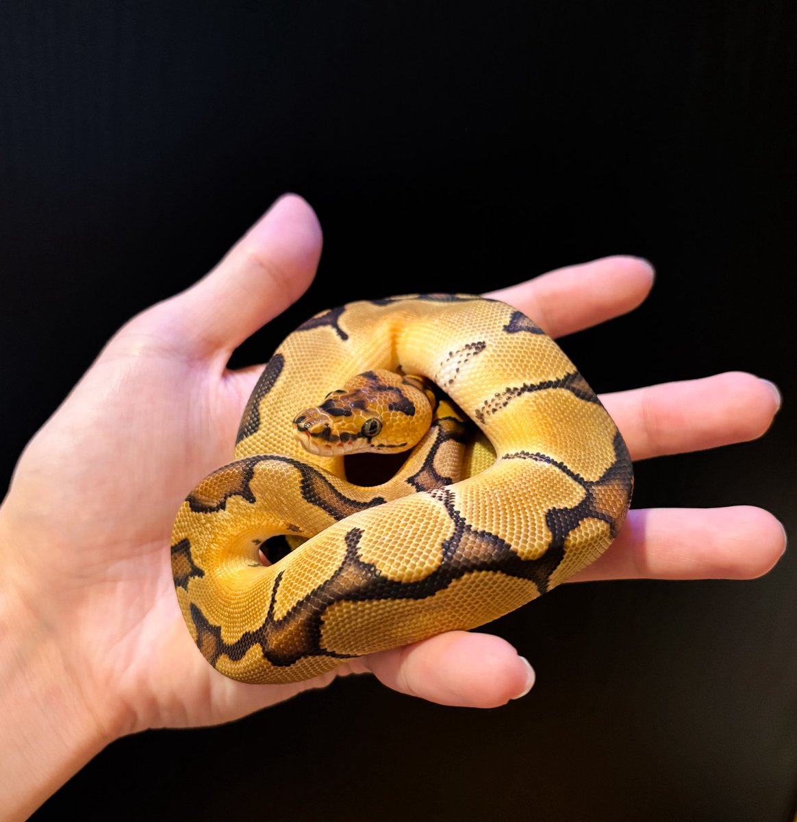 そられぷ tweet media