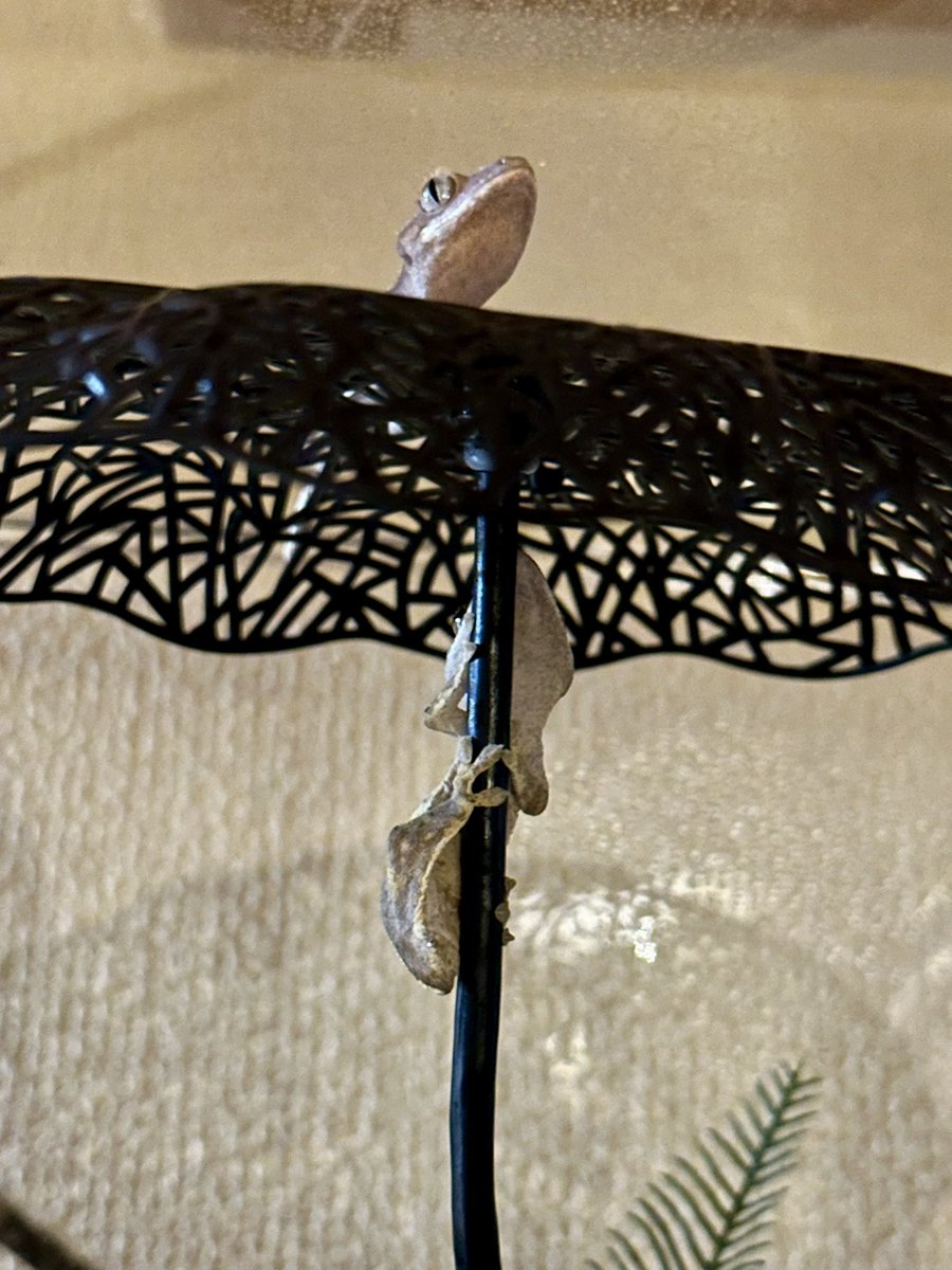 JJ201380284's tweet image. 今日はこんな距離感みたいです。
元気に育つんだぞ😌

一番育って欲しいのに、一番遊びたがり🫩
#クレステッドゲッコー
#Ray
#Poe