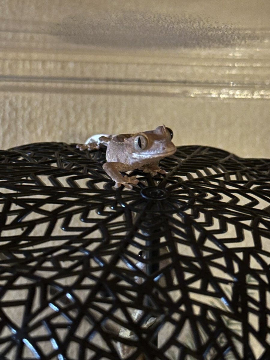 JJ201380284's tweet image. 今日はこんな距離感みたいです。
元気に育つんだぞ😌

一番育って欲しいのに、一番遊びたがり🫩
#クレステッドゲッコー
#Ray
#Poe