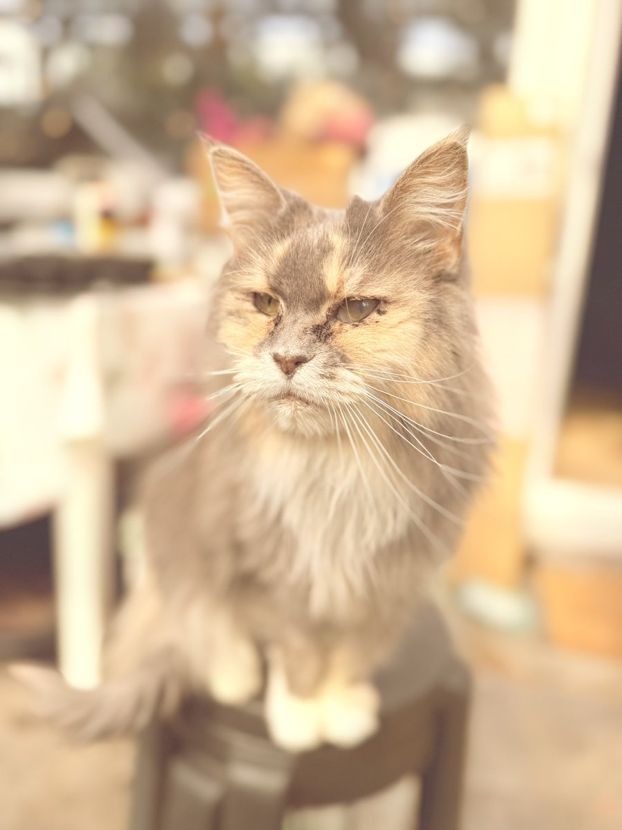 Just Tinker Bell tweet media