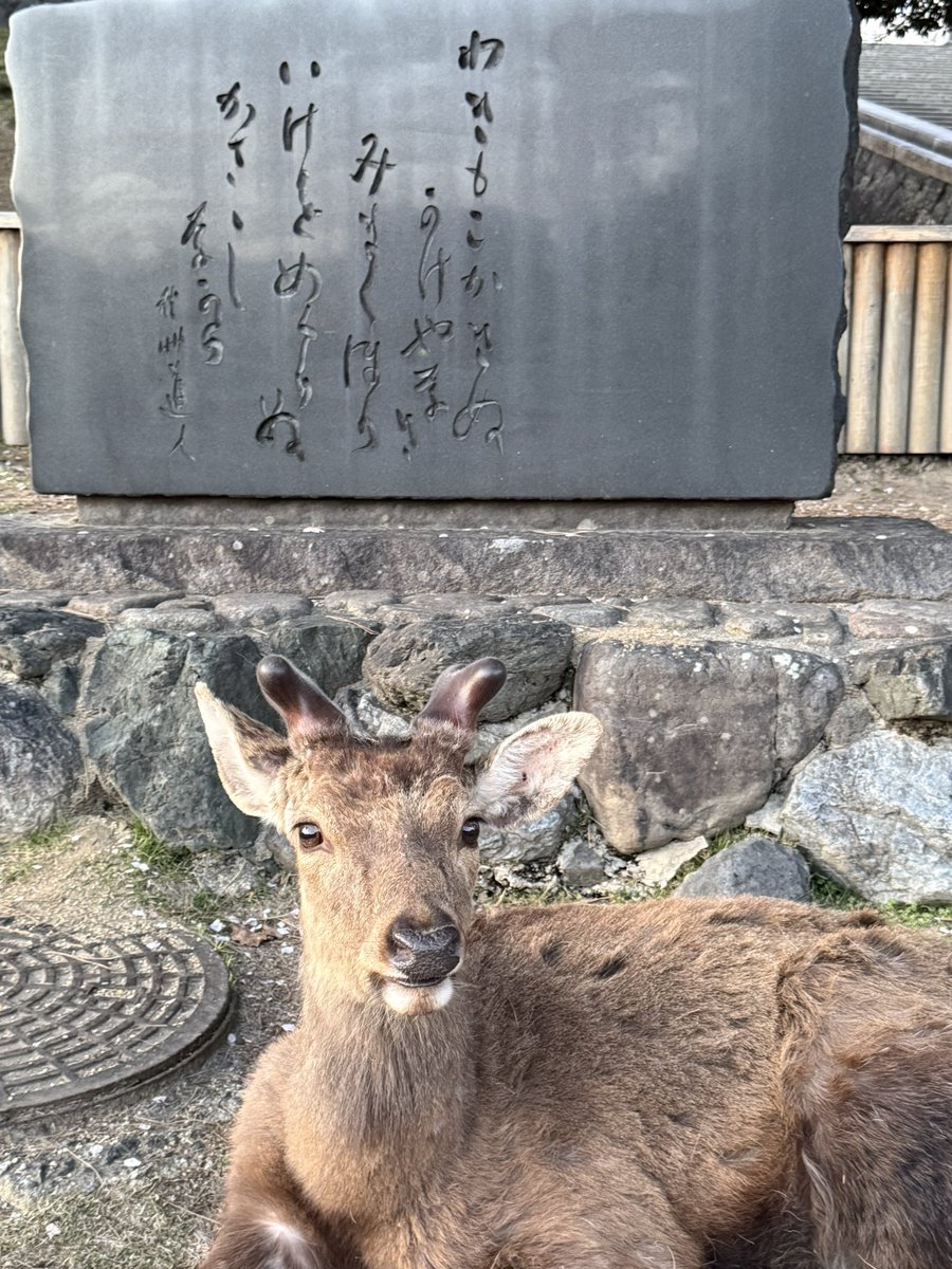 naraminsdan's tweet photo. 卯月の奈良公園(前半)
猿沢池エリア、若草山麓🦌✨
＃奈良の鹿を守りたい https://t.co/UAt3OCDvJA