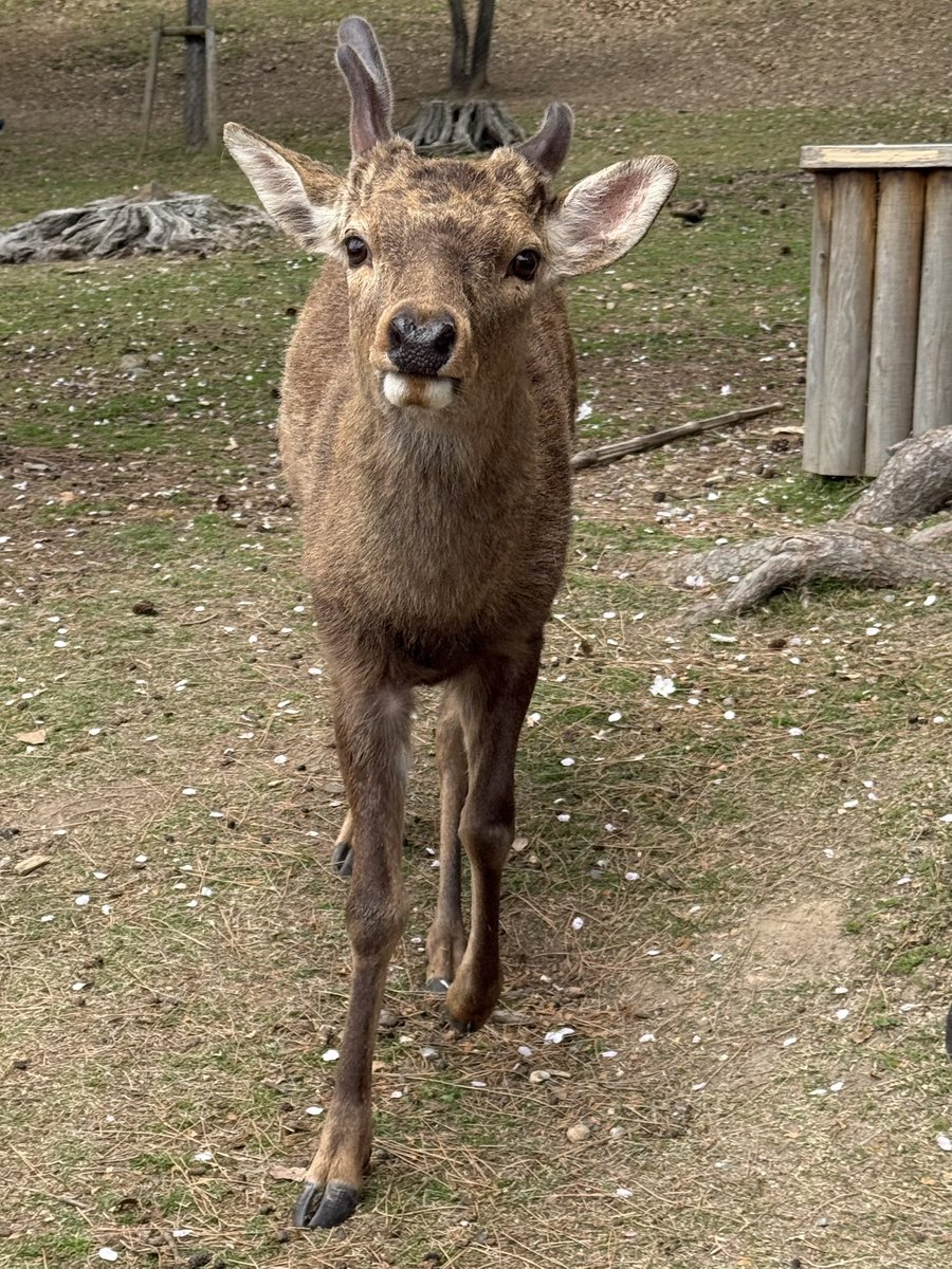 naraminsdan's tweet photo. 卯月の奈良公園(前半)
猿沢池エリア、若草山麓🦌✨
＃奈良の鹿を守りたい https://t.co/UAt3OCDvJA