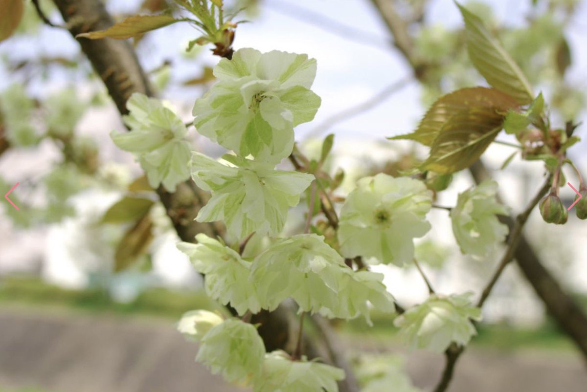 豆柴くん tweet media