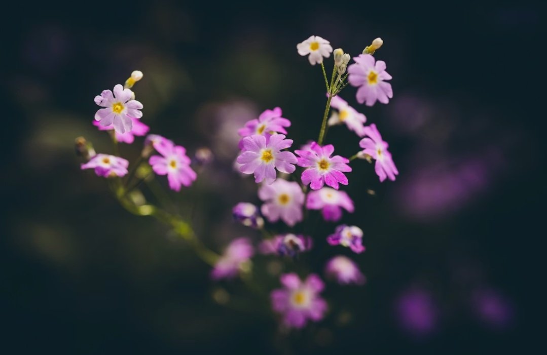 Cpt_Rook's tweet photo. “Flowers are the music of the ground, from earth’s lips spoken without sound.”

- Edwin Curran https://t.co/8i9GBkv83o