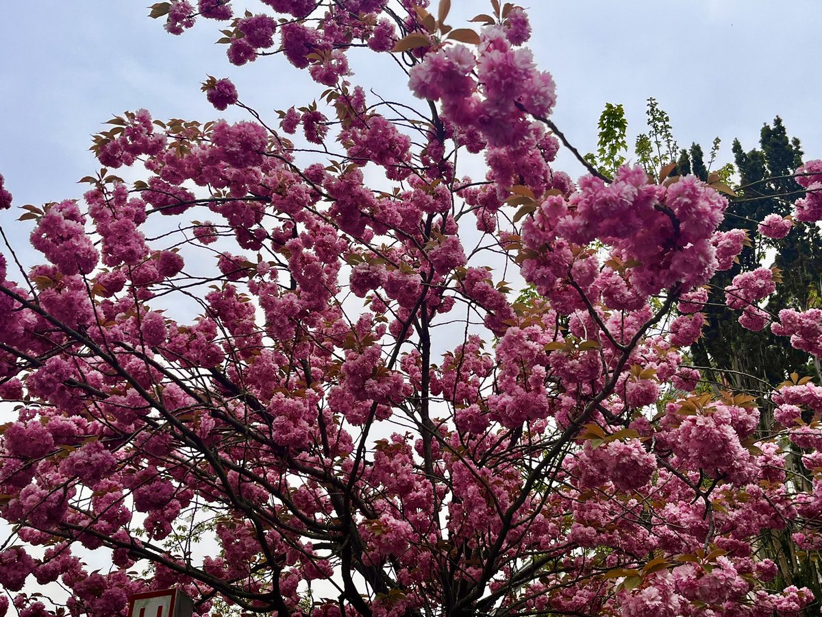 ethereal tweet media