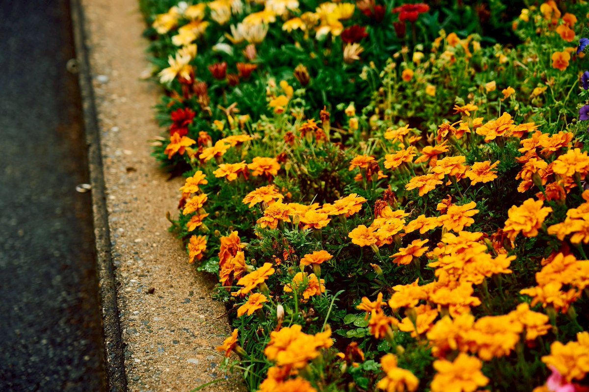 はっとり tweet media