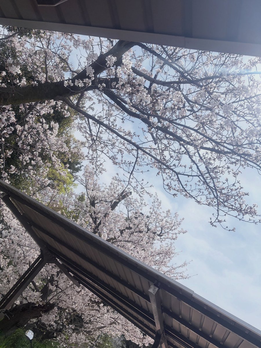 皆さんこんばんは！
りお(<a href="/rio091105/">岡田里緒</a>)です！
最近、桜が綺麗ですね！
家の近くの公園ではお花見をしてる人がたくさんいました！
夜桜もきれいで、お花見がしたくなりますね
みなさんはお花見しましたか？
コメントで教えてください🙏
（りお）
 #わちゃフルズ
 #大阪アニカレ