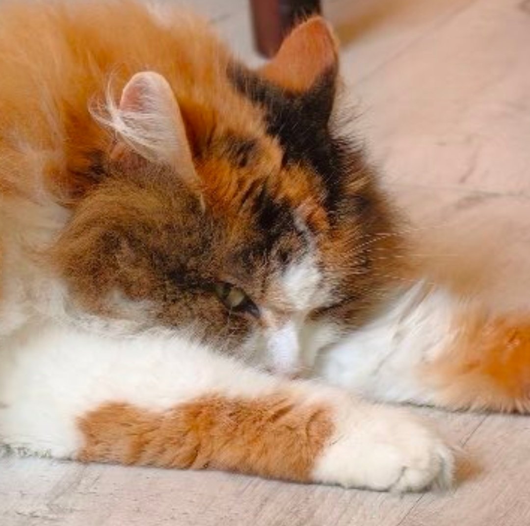 Mariela Balza tweet media