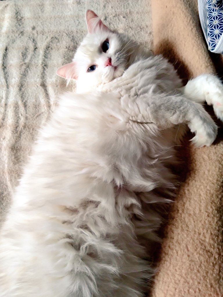 りらい tweet media