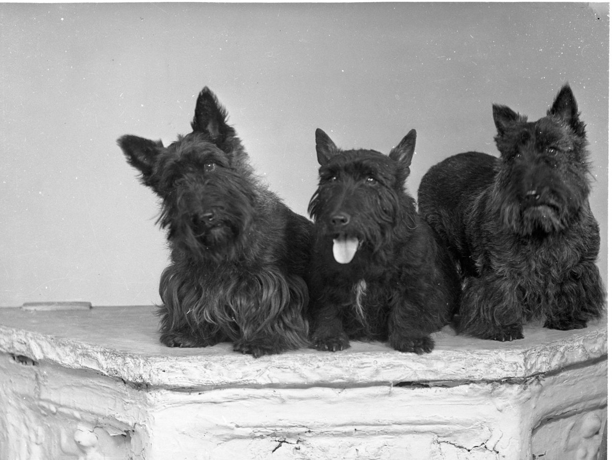 On International Pet Day we've found dog images from our archive that show how much our pets mean to us. 
W. W. Winter has photographed pets great and small—contact the company to immortalise your pet in a portrait.
#Winters1852 #WWWinterHeritageTrust #WWWinterLtd