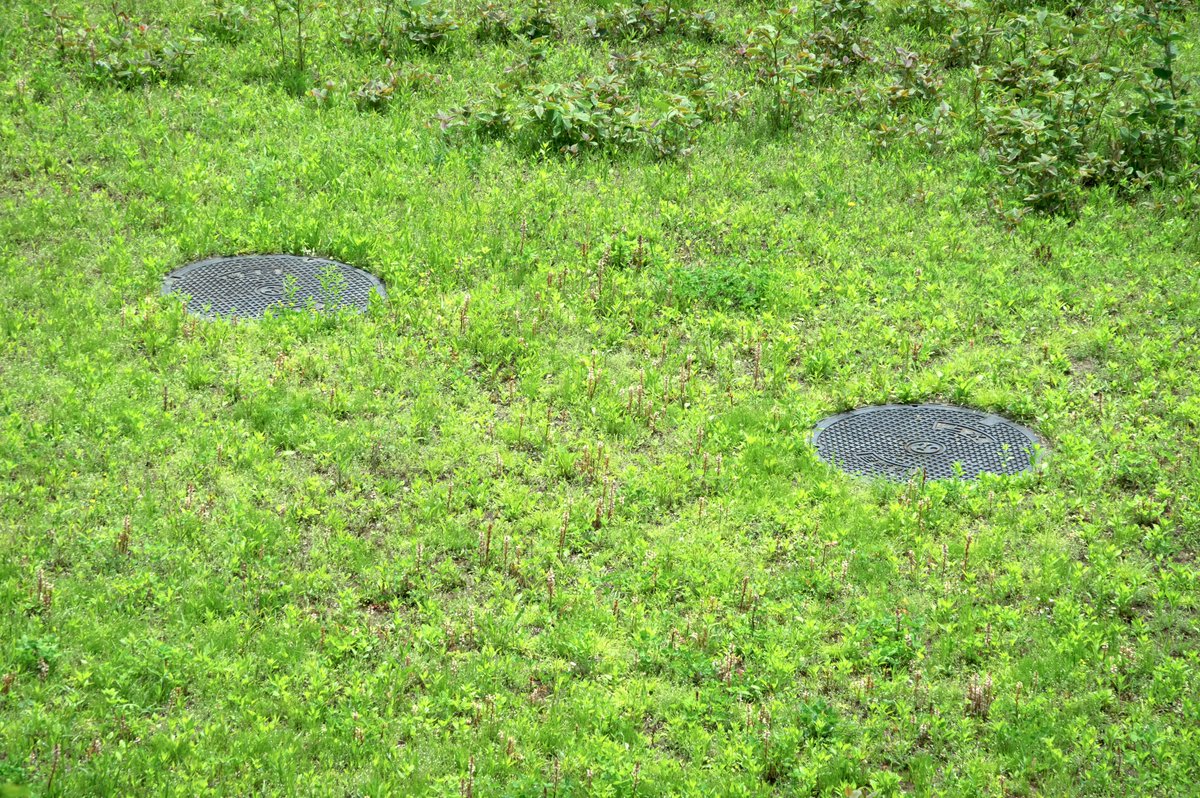 yanohiro_t's tweet image. 緑の写真
#nature #minimal