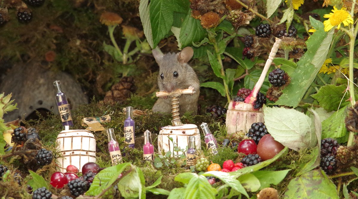 George the Mouse in a log pile house - Simon dell tweet media