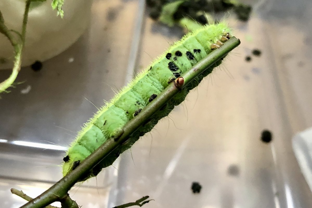 𓆦コタロー𓆦 DM◯ tweet media