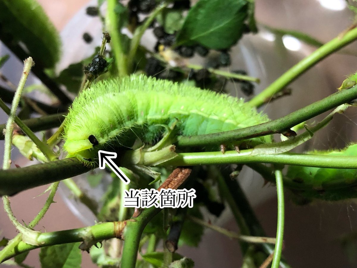 𓆦コタロー𓆦 DM◯ tweet media