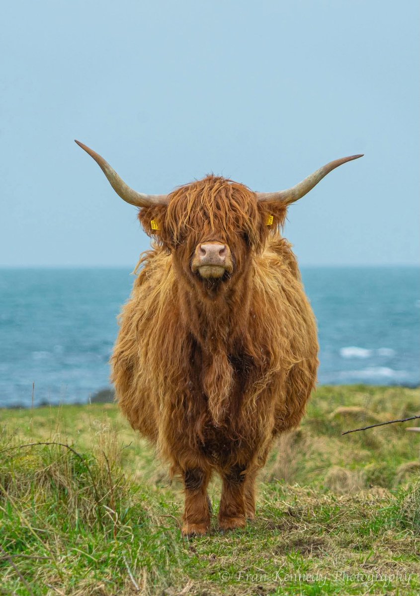 ThisIsIreland3's tweet image. 📍Standing proud on the Ards Peninsula, Co. Down 🇮🇪

The Highland cow, known for their long, shaggy coats &amp;amp; distinctive large horns. Their coats consist of a thick, downy undercoat &amp;amp; a long, outer coat designed to withstand severe climates 

📸 Fran Kennedy

#Down #Ireland #Ards